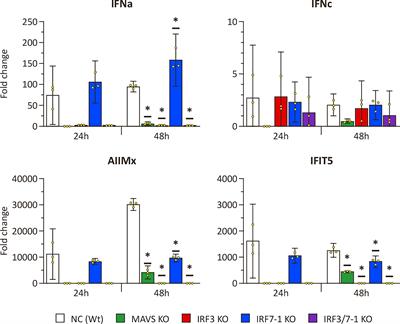 CRISPR-Cas– induced IRF3 and MAVS knockouts in a salmonid cell line disrupt PRR signaling and affect viral replication